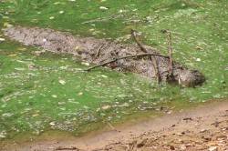 JPG Image, 75KB, 420px × 280px