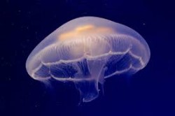 JPG Image, 7KB, 275px × 183px