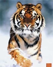 JPG Image, 15KB, 176px × 220px