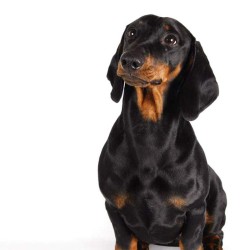 JPG Image, 51KB, 720px × 720px